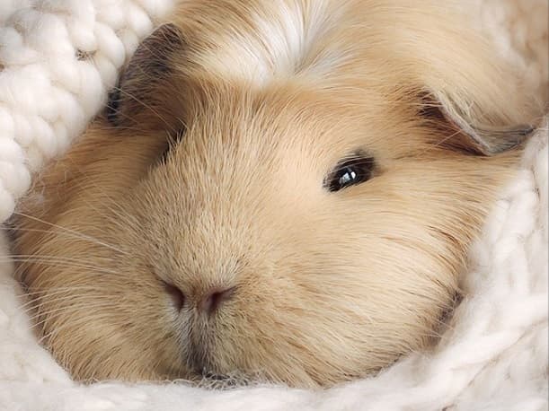 Meet The Latest Instagram Sensation, Booboo The Guinea Pig