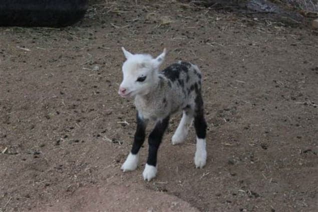 Not A Goat, Not A Sheep – It’s Butterfly, The Geep!