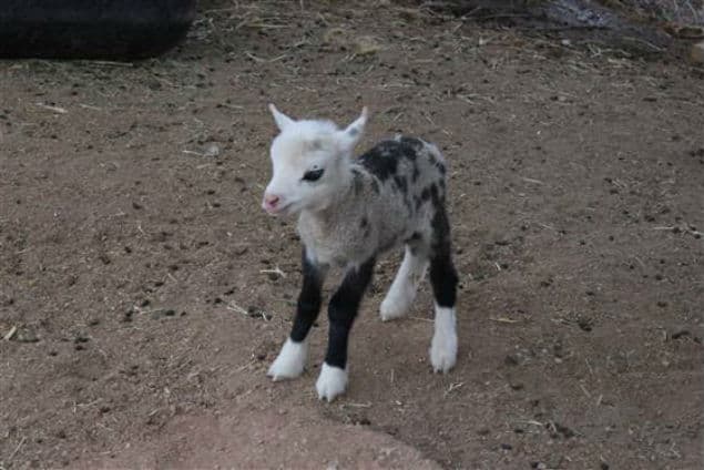 Not A Goat, Not A Sheep – It’s Butterfly, The Geep! Not A Goat, Not A Sheep – It’s Butterfly, The Geep!