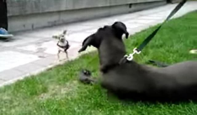 VIDEO – Put ‘Em Up! This Chihuahua Decided To Take On A Great Dane And Failed Miserably