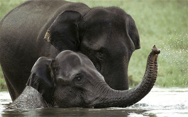 Elephant On 24 Hour Watch As She Tries To Cope With Shock Of Losing Life Long Partner