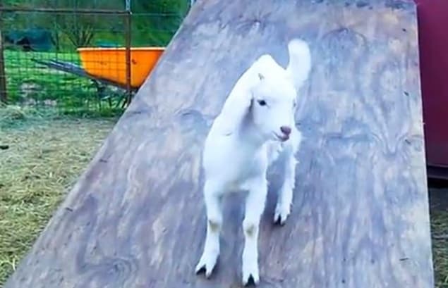 That’s Gas: The Funniest Video We’ve Seen This Week