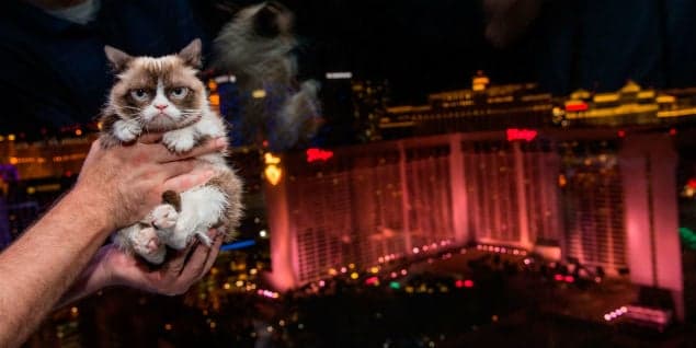 PICS: Grumpy Cat Is Ecstatic To Be In Las Vegas (This May Be An Exaggeration)