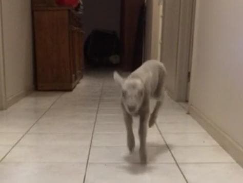 VIDEO – This Prancing, Happy Lamb Is Now Your Entire Life