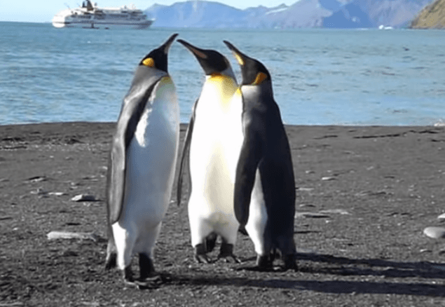 VIDEO: These Penguins Playing Slap Happy Is The Best Thing You’ll See Tonight
