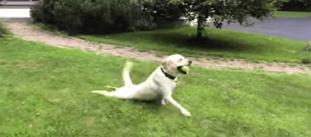 WATCH: This Dog Has A Very Unusual Way Of Playing Fetch…