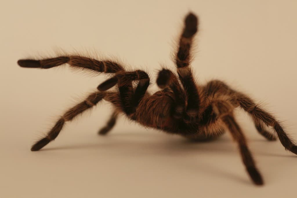 Deadly Dangerous: 100 Killer Spiders Found in House in Co Carlow