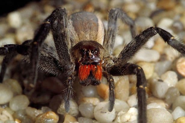 Woman Finds Eggs of the World’s Most Venomous Spider in Supermarket Bananas
