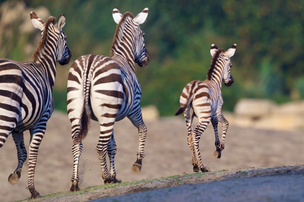 Showing Her Stripes! Dublin Zoo Welcomes Adorable Zebra Foal