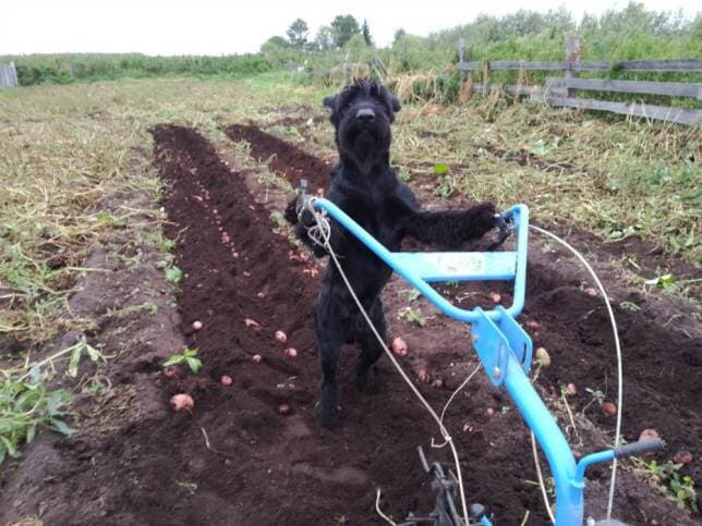 VIDEO: Meet Lemon, A Riesenschnauzer…He’s Pretty Impressive