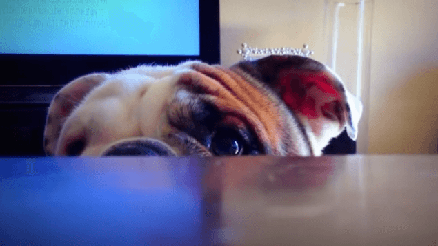WATCH: This Adorable Bulldog Wins The Internet With Game Of Peekaboo!