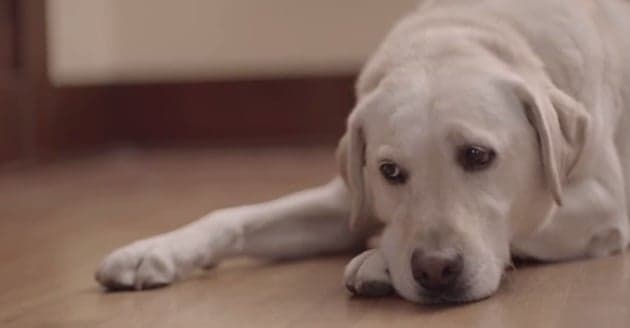 #FriendsAreWaiting – Budweiser’s Anti-Drinking And Driving Ad Is Something Special