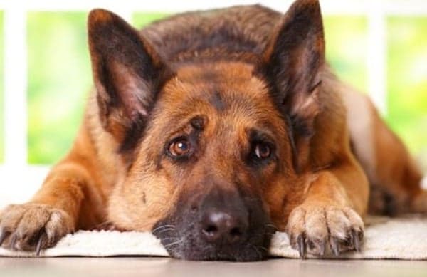 Here’s How Your Bad Eating Habits Could Be Killing Your Dog