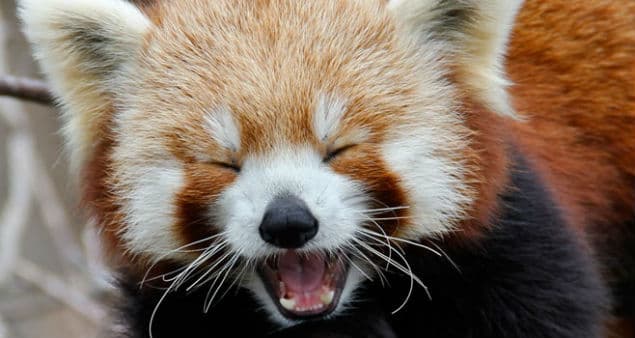 Do You Remember The Adorable Red Pandas? Here’s Twin Cubs Playing In The Zoo, Just Chilling