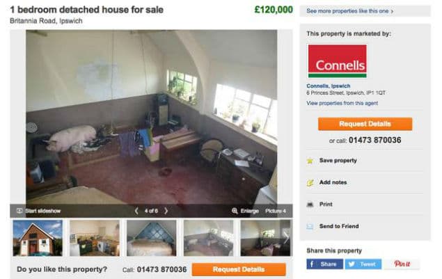 PIC: House For Sale With South Facing Garden… And A Pig In the Front Room