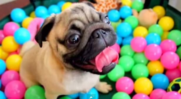 VIDEO: This Pug Playing In A Ball Pit Is Our New Favourite Thing