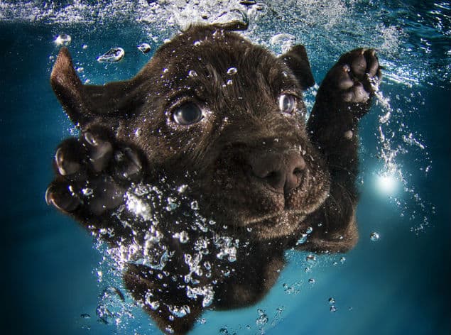PICS: Puppies Swimming Underwater. You WANT To See This…