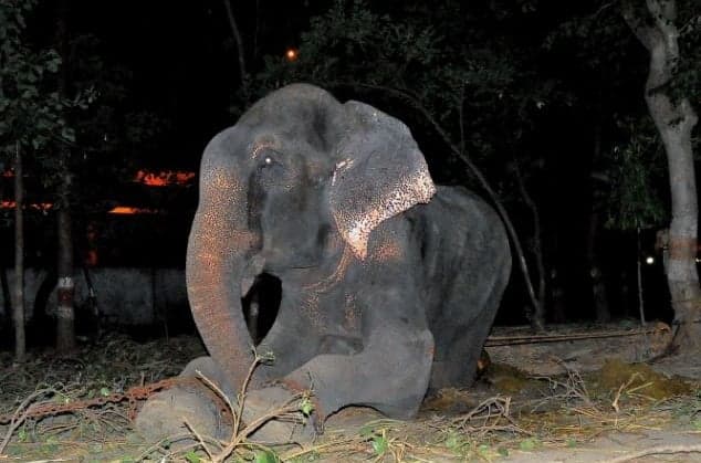 Elephant Raju Who ‘Cried’ When Freed Risks Being Chained Again