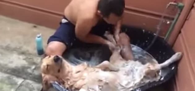VIDEO: This Dog Is The Picture Of Happiness Right Now
