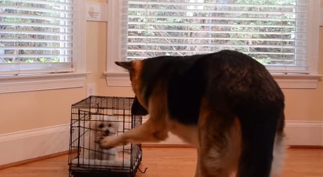 VIDEO: Puppy Playdate – Twitch Just Wants To Have Fun!