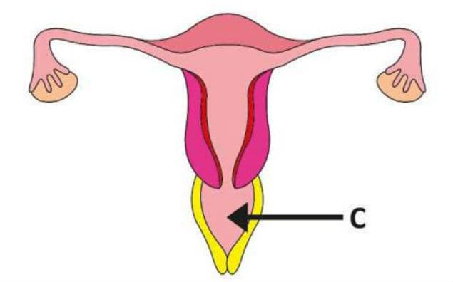 Half Of Young Women Can’t Locate Their Vaginas… (No, Really)