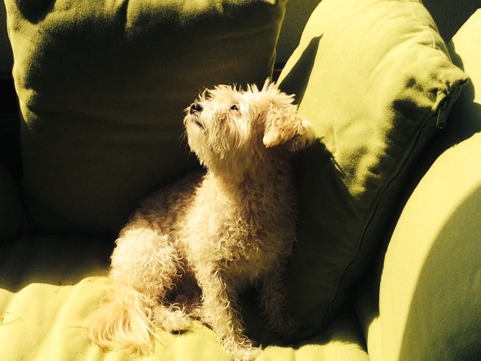 “I Was Sure It Was All Fear” – Irish TV Presenter Shares Heart-Warming Pet Adoption Story