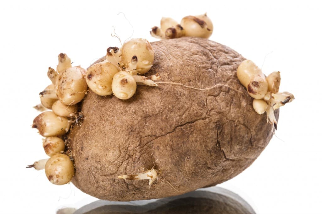 Spud In The Oven: Woman Grows Roots Inside Her Vagina After Using Potato As Contraceptive