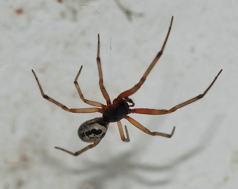 Scared of Spiders? Here’s One Reason That’s GOOD News!