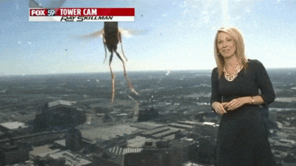 WATCH: Bee-Jaysus – Giant Bee Terrifies Weather Presenter Live On-Air