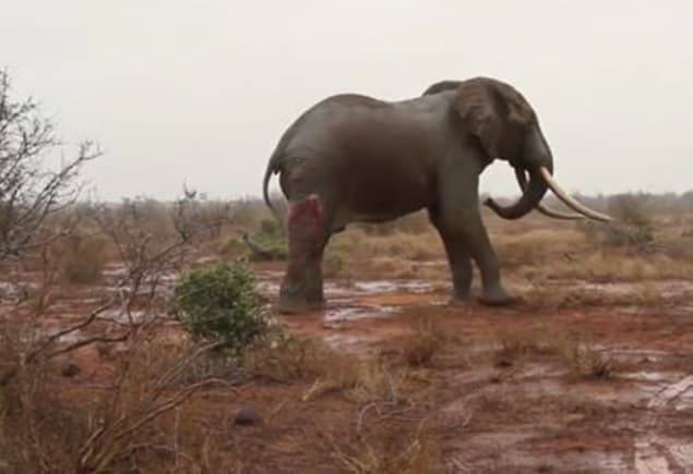 VIDEO: Vets Save Elephant’s Life After It Was Shot by Poachers