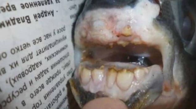 Something’s Biting: Fisherman Pulls A Catch With Human Teeth