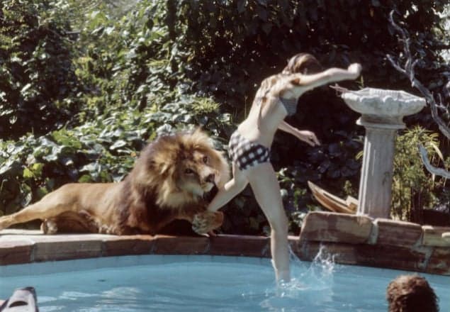 Living With A Lion: Melanie Griffith’s Pet Wasn’t The Typical Family Dog Living With A Lion: Melanie Griffith’s Pet Wasn’t The Typical Family Dog