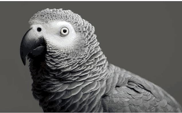 Missing Parrot Returns Home After Four Years – But Now Speaks Spanish!