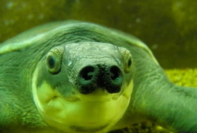 PIC: There’s A Pig-Nosed Turtle Species And It’s Ridiculously Cute