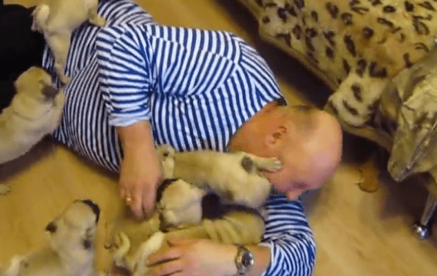 WATCH: Feeling The Monday Blues? This Pug Puppy Pile-Up Will Cheer You Up