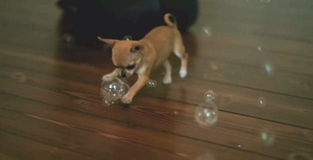 VIDEO: This Chihuahua Puppy Is EVERYTHING Right Now…