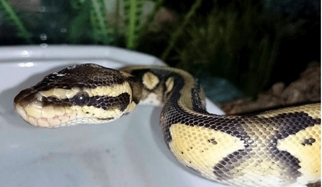 TERRIFYING: Enormous Python Discovered in Family’s Bath Tub