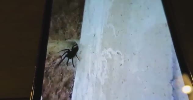 VIDEO: Family Remove “Monster Spider” From Their Garage After Five Years