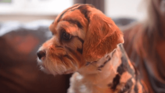 Take A Walk On The Wild Side: This Dog Groomer Has Dressed Up Her Dog With A Special Costume