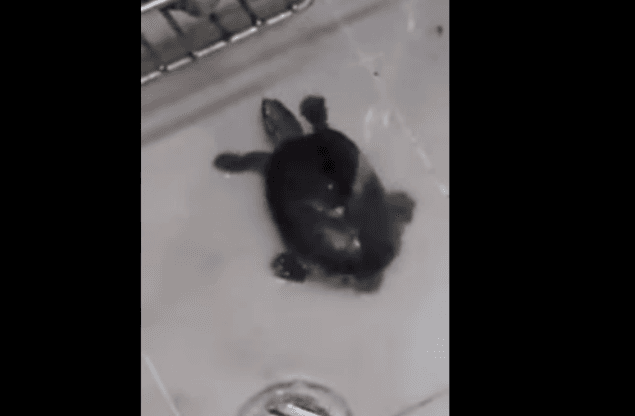 WATCH: Move Over Miley – This Turtle Can Twerk… And He’s Spectacular WATCH: Move Over Miley – This Turtle Can Twerk… And He’s Spectacular