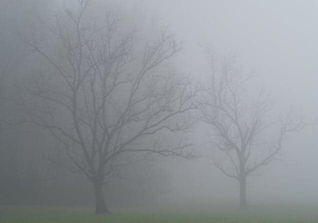 Twitter Reacts To Heavy Fog as Flight Disruptions Continue