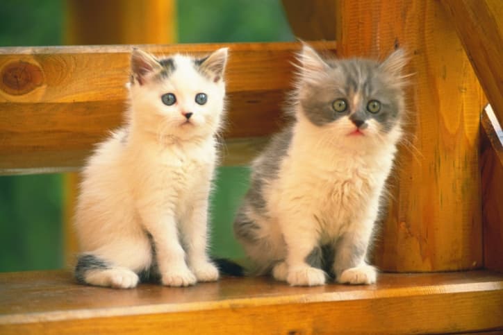 Best Job Ever?! Shelter is Recruiting “Kitten Cuddlers”