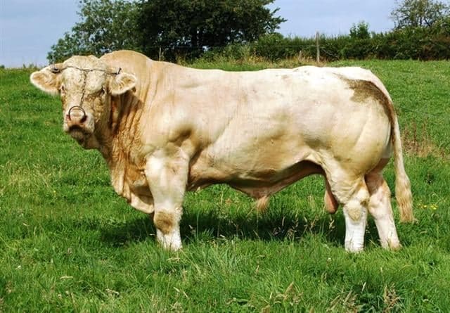 Benji, The ‘Gay’ Bull From Mayo, Has Been Saved Following Donation From Producer Of ‘The Simpsons’