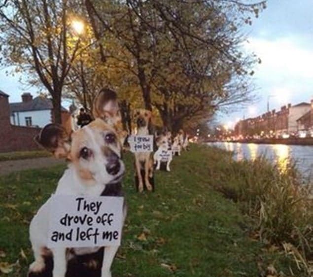 Dogs Are Not Just For Christmas – The Campaign That Broke Our Hearts This Week