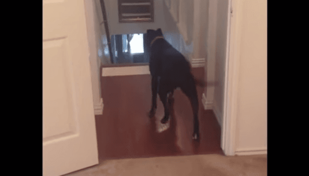 WATCH: This Dog Has A Fear Of Doors… Overcomes It By Moonwalking And Winning Our Hearts