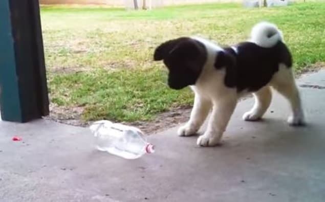 That’s Gas: The Funniest Video We’ve Seen This Week