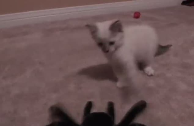 VIDEO: Kitten Reacts Exactly Like We Would To a Giant Spider