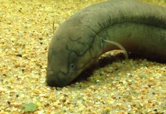 Man Has South American Lungfish Removed From Intestine after Sexual Fantasy Goes Wrong