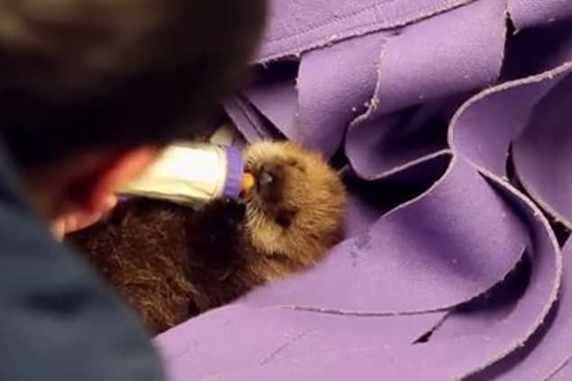 This Video of an Orphaned Sea Otter Pup Will Melt Your Heart