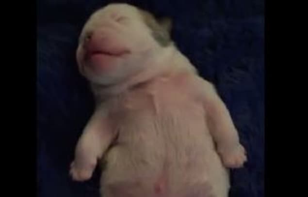 Your Friday Aww… a Bulldog Puppy Having a Dream